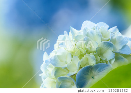 Fresh blue hydrangea 139201382