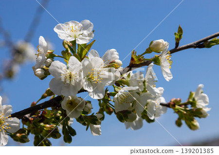 Selective focus of beautiful branches of cherry blossoms on the tree under blue sky, Beautiful Sakura flowers during spring season in the park, Floral pattern texture, Nature background Selective focus of beautiful branches of cherry blossoms on the tree under blue sky, Beautiful Sakura flowers during spring season in the park, Floral pattern texture, Nature background 139201385