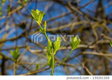 Spring young leaves on the trees against the background of a spring park. Spring landscape, trees with first leaves Spring young leaves on the trees against the background of a spring park. Spring landscape, trees with first leaves 139201389
