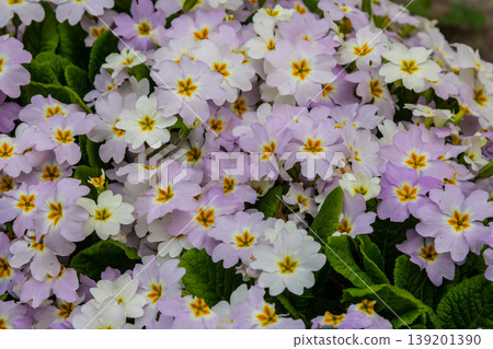 Spring flowers. Blooming primrose or primula flowers in a garden Spring flowers. Blooming primrose or primula flowers in a garden 139201390