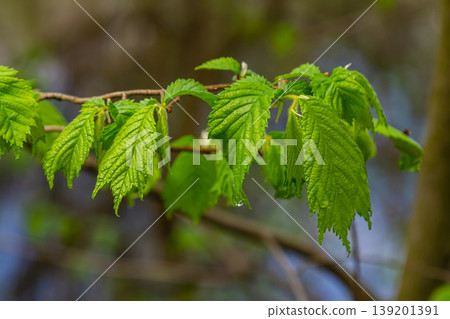 Close-up shot of the samara samarae of the Wych or Scots elm Ulmus glabra on the branches among green leaves in early spring Close-up shot of the samara samarae of the Wych or Scots elm Ulmus glabra on the branches among green leaves in early spring 139201391