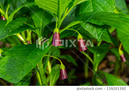 Scopolia carniolica, the European scopolia or henbane bell, is a poisonous plant belonging to the family Solanaceae Scopolia carniolica, the European scopolia or henbane bell, is a poisonous plant belonging to the family Solanaceae 139201392