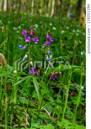 Flowers of spring vetchling Lathyrus vernus plant in wild nature. May Flowers of spring vetchling Lathyrus vernus plant in wild nature. May 139201394