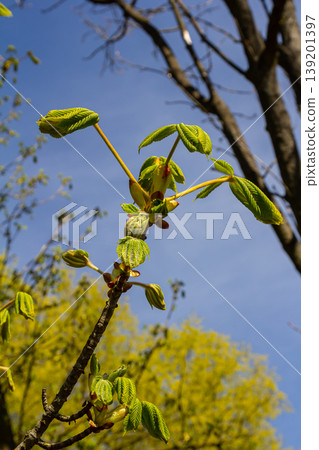 Green Chestnut Leaves in beautiful light. Spring season, spring colors. Aesculus hippocastanum, the horse chestnut Green Chestnut Leaves in beautiful light. Spring season, spring colors. Aesculus hippocastanum, the horse chestnut 139201397