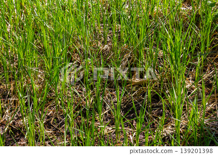 fresh green sprouts growth in a water, spring flood scene fresh green sprouts growth in a water, spring flood scene 139201398