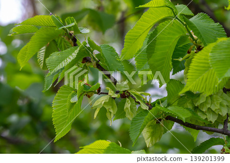 Close-up shot of the samara samarae of the Wych or Scots elm Ulmus glabra on the branches among green leaves in early spring Close-up shot of the samara samarae of the Wych or Scots elm Ulmus glabra on the branches among green leaves in early spring 139201399