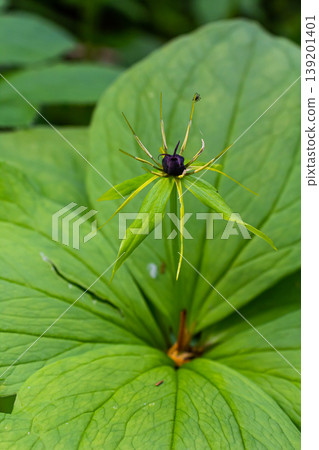 Paris quadrifolia in bloom. It is commonly known as herb Paris or true lover's knot 139201401