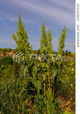 Part of a sorrel bush Rumex confertus growing in the wild with dry seeds on the stem Part of a sorrel bush Rumex confertus growing in the wild with dry seeds on the stem 139201410