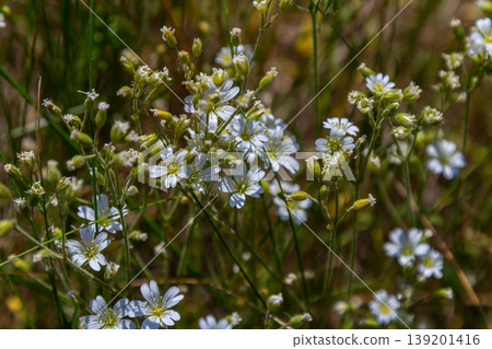 Cerastium arvense blooms in early June in the garden. Cerastium arvense, field mouse-ear and field chickweed, is a species of flowering plant in the pink family Caryophyllaceae. Berlin, Germany Cerastium arvense blooms in early June in the garden. Cerastium arvense, field mouse-ear and field chickweed, is a species of flowering plant in the pink family Caryophyllaceae. Berlin, Germany 139201416