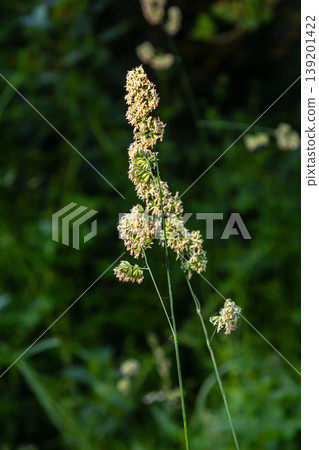 Plant Dactylis against green grass. In the meadow blooms valuable fodder grass Dactylis glomerata.Dactylis glomerata, also known as cock's foot, orchard grass, or cat grass 139201422