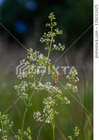 Beautiful blooming white bedstraw in June, galium album Beautiful blooming white bedstraw in June, galium album 139201425