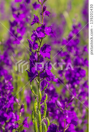Consolida orientalis. Eastern Larkspur. Bright purple flowers on a green meadow 139201430