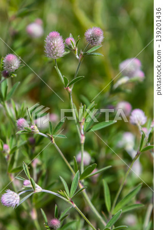 Trifolium arvense closeup. Fluffy clover in a meadow. Summer flora growing in the field. Colorful bright plants. Selective focus on the details, blurred background 139201436