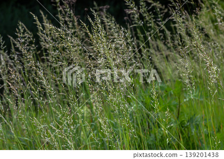 Calamagrostis arundinacea is a species of bunch grass in the family Poaceae, native to Eurasia, China and India. closeup of weeds of tropical mountains. Wild grass wallpaper. Weeds. nature grass 139201438