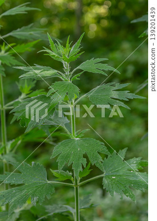 Leonurus cardiaca, known as motherwort. Other common names include throw-wort, lion's ear, and lion's tail. Medicinal plant. Grows in nature 139201439