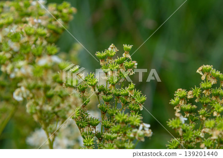 Filipendula vulgaris blooming in early summer in a pasture. Commonly known as dropwort or fern-leaf dropwort, is a perennial herbaceous plant in the family Rosaceae 139201440