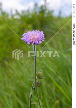 Field scabious Knautia arvensis flowering in meadow. Blue purple wild flower on natural background. Macro. Selective focus 139201441