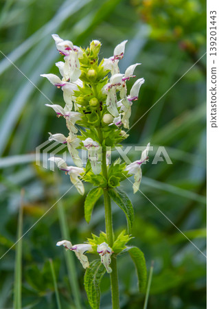 Flower stalk of the woundwort Stachys sp. in May Flower stalk of the woundwort Stachys sp. in May 139201443