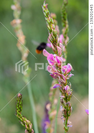 Onobrychis arenaria. Hungarian Sainfoin. Pink and green floral background. Delicate pink flowers in a sunny meadow Onobrychis arenaria. Hungarian Sainfoin. Pink and green floral background. Delicate pink flowers in a sunny meadow 139201445