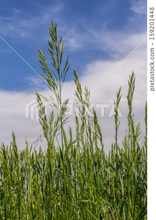Bromegrass seed heads with blurry background. Bromus is a large genus of grasses, classified as Bromeae. They are commonly known as bromes, brome grasses, cheat grasses or chess grasses 139201448