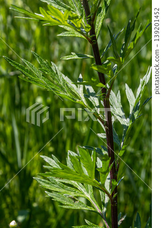 Artemisia vulgaris common mugwort allergen flowering Artemisia vulgaris common mugwort allergen flowering 139201452