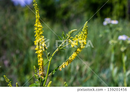 In the wild bloom Melilotus officinalis - honey, essential oil and medicinal plant 139201456