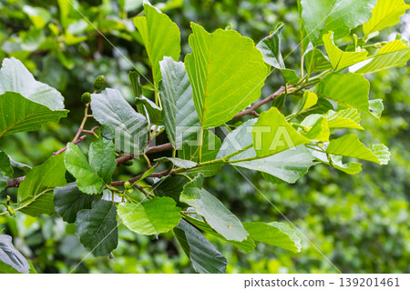 Green and brown alder cones, alder catkins and green leaves Green and brown alder cones, alder catkins and green leaves 139201461