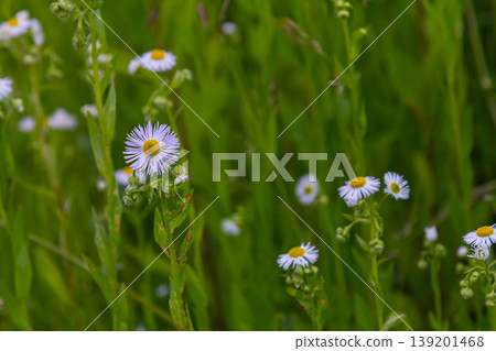 Erigeron annuus known as annual fleabane, daisy fleabane, or eastern daisy fleabane Erigeron annuus known as annual fleabane, daisy fleabane, or eastern daisy fleabane 139201468