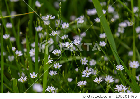 White blossoms of the longleaf bird's eye Stellaria longifolia 139201469