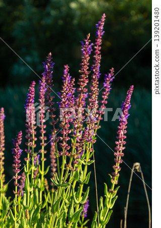 Salvia nemorosa, forest sage, beautiful bright color, violet blue flowers in bloom, muscadine flowering ornamental plants in the garden Salvia nemorosa, forest sage, beautiful bright color, violet blue flowers in bloom, muscadine flowering ornamental plants in the garden 139201480