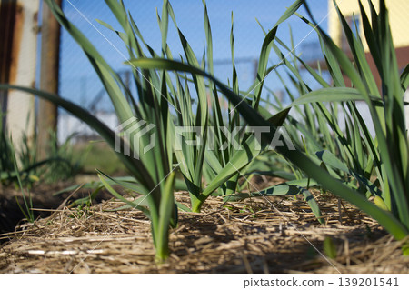 Young garlic plants growing in a garden bed with straw mulch Young garlic plants growing in a garden bed with straw mulch 139201541