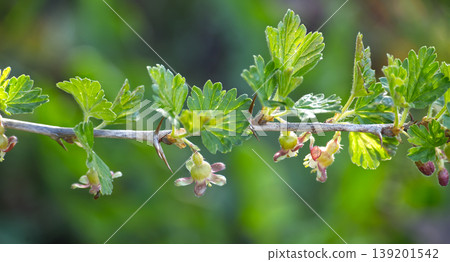 Delicate gooseberry blossoms emerge on a thorny branch in soft spring sunlight Delicate gooseberry blossoms emerge on a thorny branch in soft spring sunlight 139201542