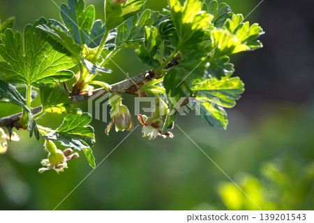 Delicate gooseberry blossoms emerge on a sunlit branch in early spring Delicate gooseberry blossoms emerge on a sunlit branch in early spring 139201543