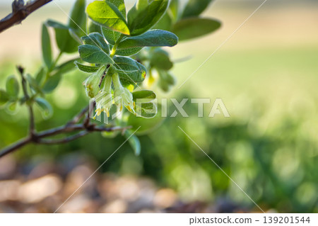 Delicate pale green honeysuckle flowers bloom on a branch in soft morning sunlight Delicate pale green honeysuckle flowers bloom on a branch in soft morning sunlight 139201544