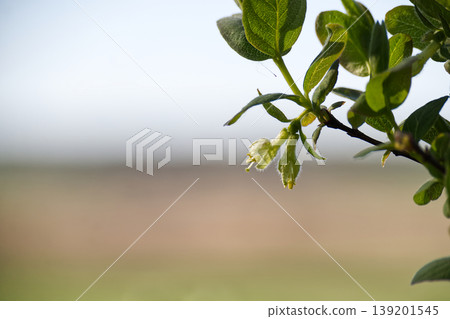 Delicate honeysuckle buds and leaves unfurl against a soft, blurred background 139201545