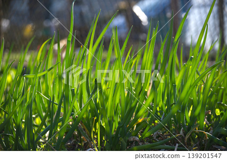 Vibrant green onion stalks bathed in bright sunlight, showcasing fresh growth Vibrant green onion stalks bathed in bright sunlight, showcasing fresh growth 139201547