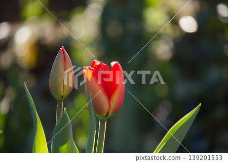 Red Tulip and Bud in Sunlit Garden With Soft Bokeh Background, Spring Flower Close-Up Red Tulip and Bud in Sunlit Garden With Soft Bokeh Background, Spring Flower Close-Up 139201553