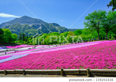 秩父市、羊山公園、武甲山山麓、春天的芝櫻之丘 139201816