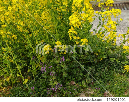 202603 Lamium amplexicaule and rapeseed flowers 202603 Lamium amplexicaule and rapeseed flowers 139201901