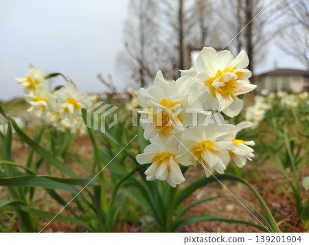 202603 Double-flowered daffodil 202603 Double-flowered daffodil 139201904