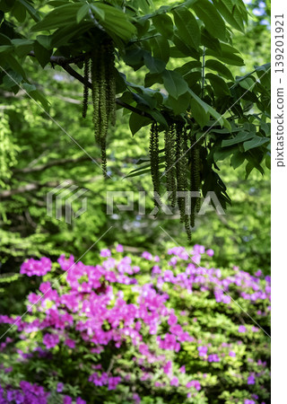 Japanese walnut blossoms and azaleas Japanese walnut blossoms and azaleas 139201921