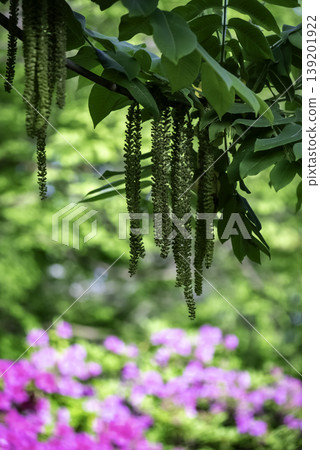 日本核桃花與杜鵑花 日本核桃花與杜鵑花 139201922