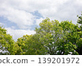 Fresh greenery shining against the blue sky 139201972