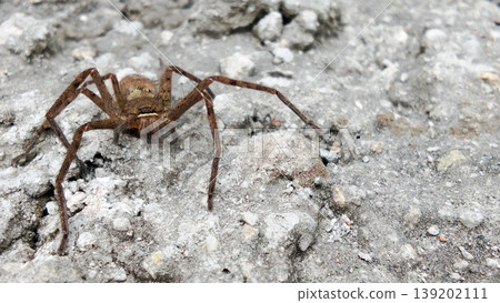 Brown Spider on Rough Rock Surface Brown Spider on Rough Rock Surface 139202111