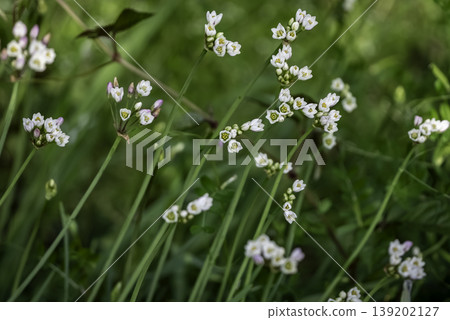 Hatake Nenra's Flower Hatake Nenra's Flower 139202127