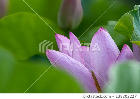 風景與蓮花 風景與蓮花 139202227
