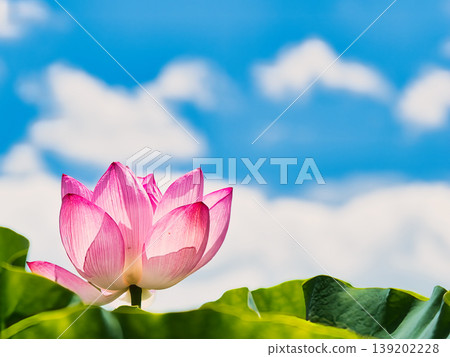 藍天上的蓮花 藍天上的蓮花 139202228
