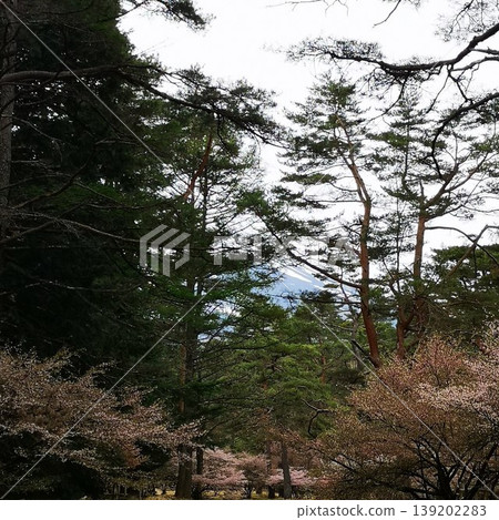 Mount Fuji, low-altitude hike, Fuji cherry blossoms Mount Fuji, low-altitude hike, Fuji cherry blossoms 139202283