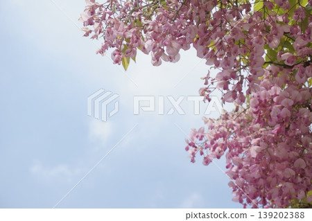 粉紅色的紫藤花在藍天的襯托下格外醒目。 139202388