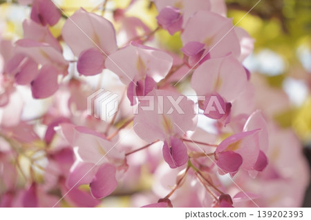 大型圓葉紫藤,曙花火短藤 大型圓葉紫藤,曙花火短藤 139202393